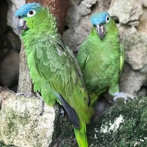 Meet your Posher, Chelsea